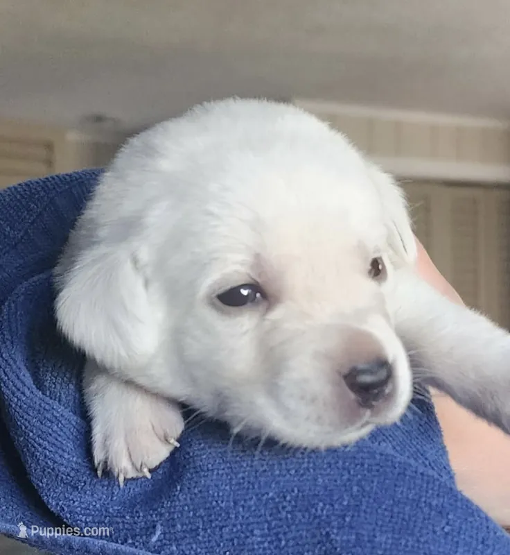 Yellow lab pup – Labrador Retriever puppy for sale in Rochester, NY