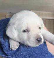 Yellow lab pup, a female Labrador Retriever for sale in Rochester, NY – 1 of 2
