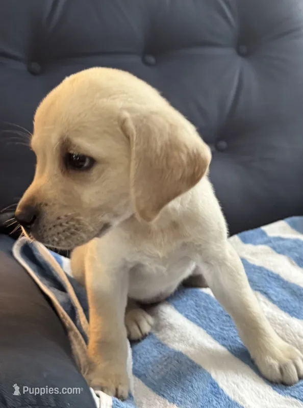 Placid – Labrador Retriever puppy for sale in Rochester, NY