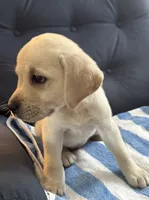 Placid, a female Labrador Retriever for sale in Rochester, NY – 1 of 3