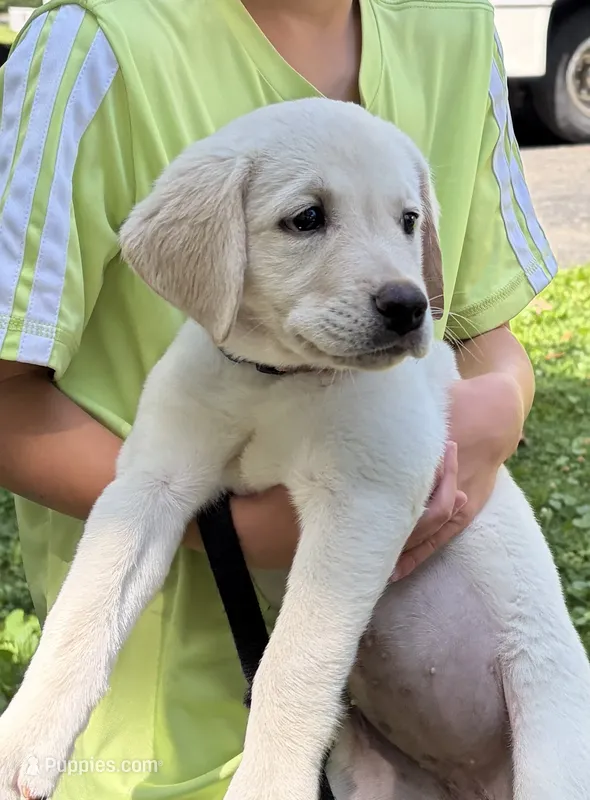 Yellow/white lab pup – Labrador Retriever puppy for sale in Rochester, NY