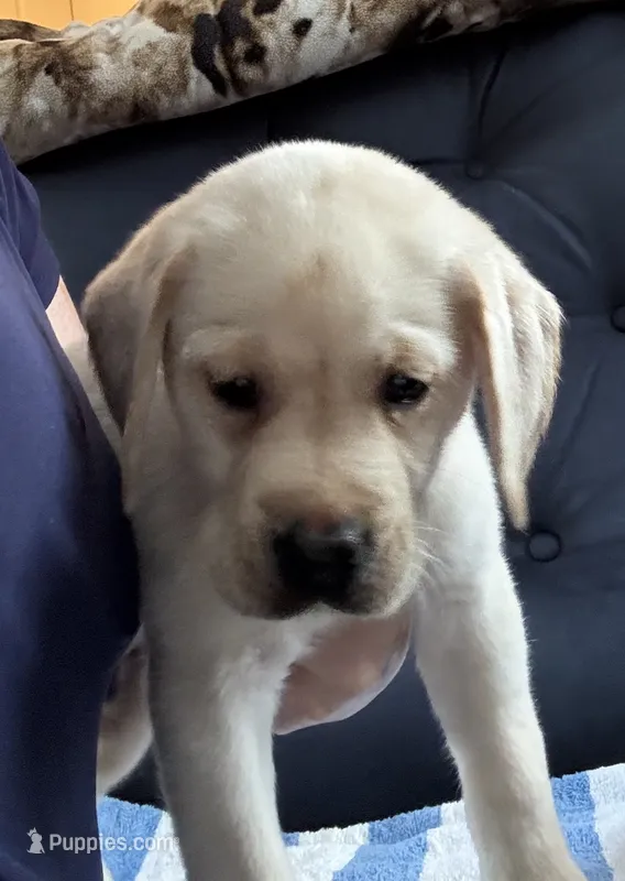 Tupper – Labrador Retriever puppy for sale in Rochester, NY