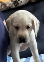 Tupper, a male Labrador Retriever for sale in Rochester, NY – 1 of 3