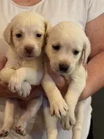 AKC LABS, a female Labrador Retriever for sale in Rochester, NY – 3 of 10