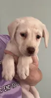 AKC LABS, a female Labrador Retriever for sale in Rochester, NY – 2 of 10