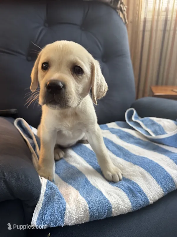 Placid – Labrador Retriever puppy for sale in Rochester, NY