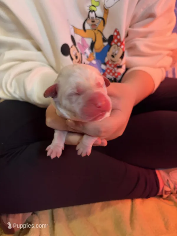 Yellow lab pup – Labrador Retriever puppy for sale in Rochester, NY
