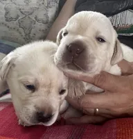 LAB male, a male Labrador Retriever for sale in Rochester, NY – 2 of 2