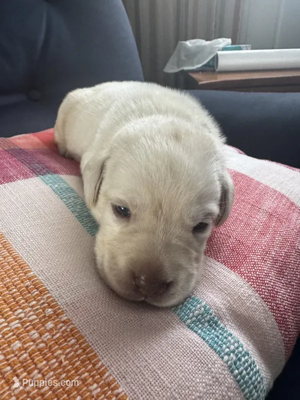 LAB male – Labrador Retriever puppy for sale in Rochester, NY