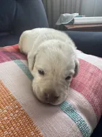 LAB male, a male Labrador Retriever for sale in Rochester, NY – 1 of 2