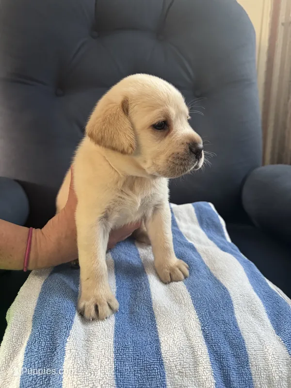 LAB male – Labrador Retriever puppy for sale in Rochester, NY