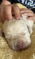 Unicorn, a male Labrador Retriever for sale in Rochester, NY – 2 of 3