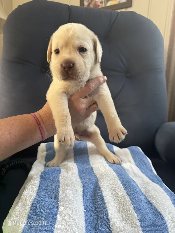 AKC yellow – Labrador Retriever puppy for sale in Rochester, NY