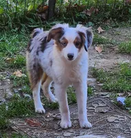 Heidi #3, a male Toy Australian Shepherd for sale in Marion Center, PA – 2 of 3
