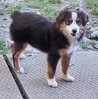Heidi #1, a female Toy Australian Shepherd for sale in Marion Center, PA – 1 of 3