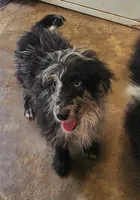 Aussiedoodle 2, a male Miniature Aussiedoodle for sale in Marion Center, PA – 2 of 2