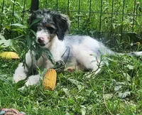 Frankie pup 3, a male Miniature Bernedoodle for sale in Marion Center, PA – 2 of 2