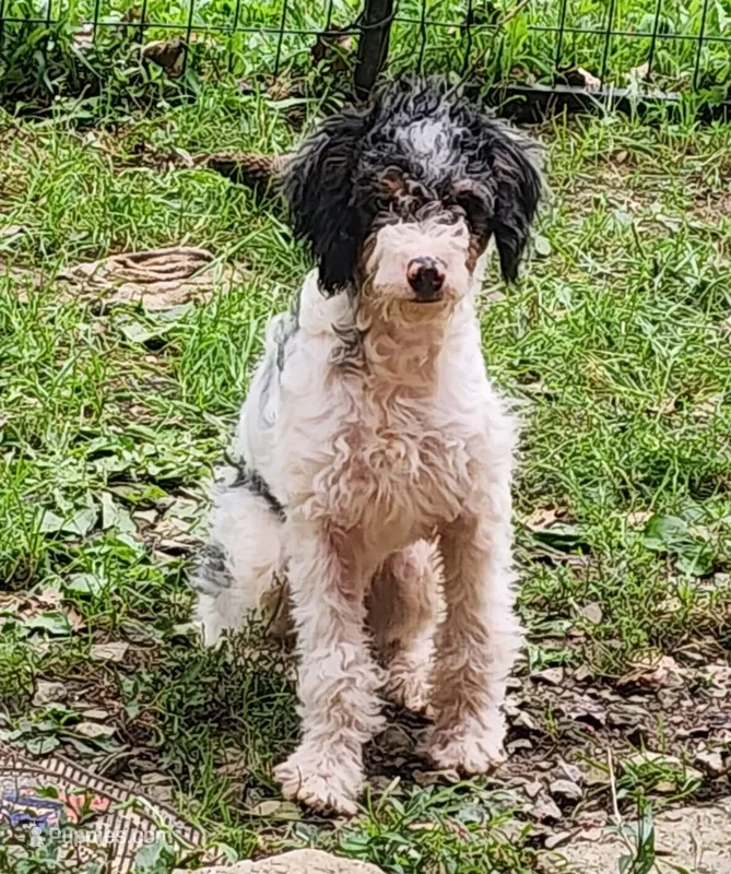 Frankie pup 3 – Miniature Bernedoodle puppy for sale in Marion Center, PA