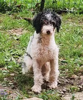 Frankie pup 3, a male Miniature Bernedoodle for sale in Marion Center, PA – 1 of 2