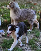 Heidi #2, a female Toy Australian Shepherd for sale in Marion Center, PA – 2 of 3