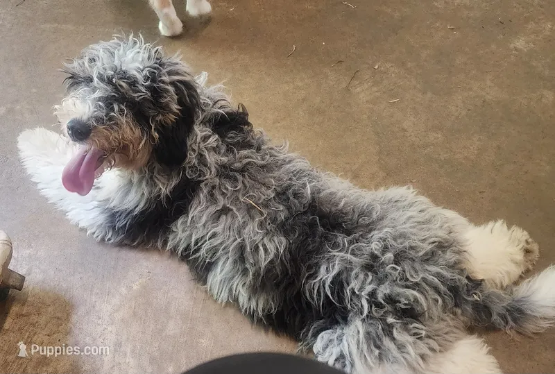 Frankie pup – Miniature Bernedoodle puppy for sale in Marion Center, PA