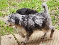 Aussiedoodle 1, a female Miniature Aussiedoodle for sale in Marion Center, PA – 2 of 2