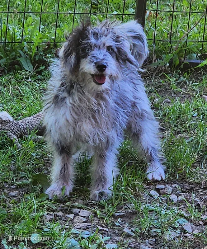 Aussiedoodle 1 – Miniature Aussiedoodle puppy for sale in Marion Center, PA
