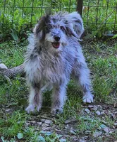 Aussiedoodle 1, a female Miniature Aussiedoodle for sale in Marion Center, PA – 1 of 2