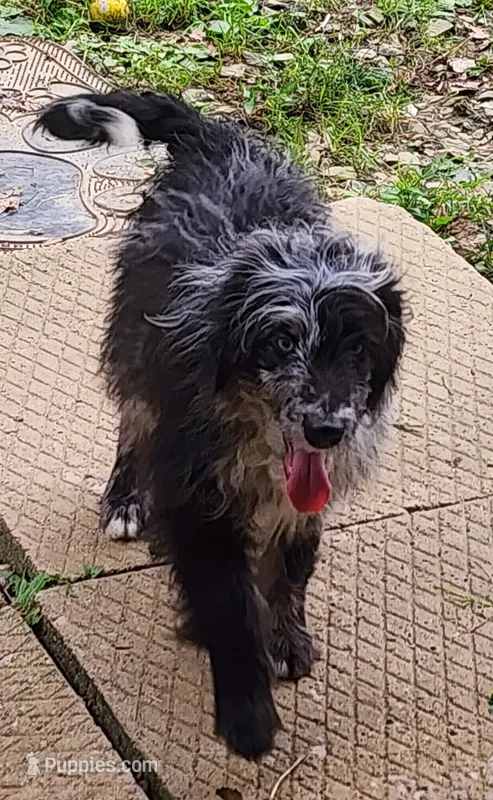 Aussiedoodle 2 – Miniature Aussiedoodle puppy for sale in Marion Center, PA