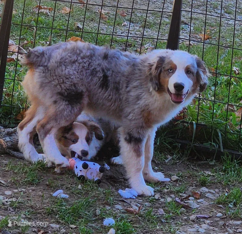 Heidi #4 – Miniature Australian Shepherd puppy for sale in Marion Center, PA