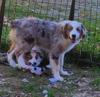 Heidi #4, a male Miniature Australian Shepherd for sale in Marion Center, PA – 1 of 3