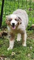 Heidi #4, a male Miniature Australian Shepherd for sale in Marion Center, PA – 3 of 3