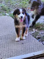 Heidi #1, a female Toy Australian Shepherd for sale in Marion Center, PA – 3 of 3