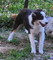 Heidi #2, a female Toy Australian Shepherd for sale in Marion Center, PA – 1 of 3