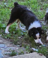 Heidi #2, a female Toy Australian Shepherd for sale in Marion Center, PA – 3 of 3