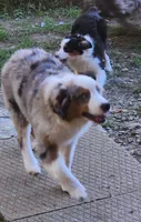 Heidi #4, a male Miniature Australian Shepherd for sale in Marion Center, PA – 2 of 3