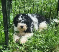 Frankie pup 4, a male Miniature Bernedoodle for sale in Marion Center, PA – 2 of 2