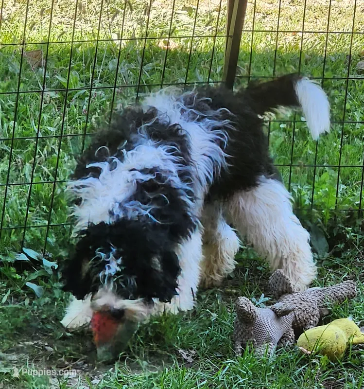 Frankie pup 4 – Miniature Bernedoodle puppy for sale in Marion Center, PA