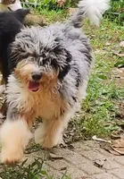 Frankie pup, a male Miniature Bernedoodle for sale in Marion Center, PA – 2 of 2