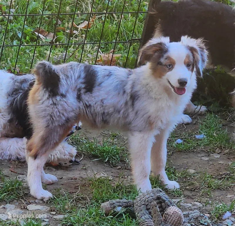 Heidi #3 – Toy Australian Shepherd puppy for sale in Marion Center, PA