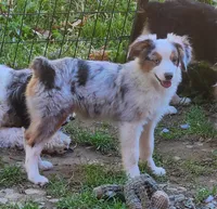 Heidi #3, a male Toy Australian Shepherd for sale in Marion Center, PA – 1 of 3