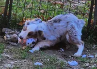 Heidi #3, a male Toy Australian Shepherd for sale in Marion Center, PA – 3 of 3