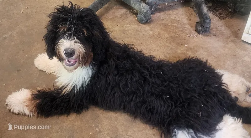 Frankie pup 2 – Miniature Bernedoodle puppy for sale in Marion Center, PA