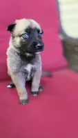 Kiwi, a female Belgian Malinois and German Shepherd Dog for sale in Oklahoma City, OK – 3 of 6