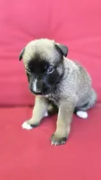 Diamond, a female Belgian Malinois and German Shepherd Dog for sale in Oklahoma City, OK – 5 of 7