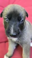 Diamond, a female Belgian Malinois and German Shepherd Dog for sale in Oklahoma City, OK – 2 of 7