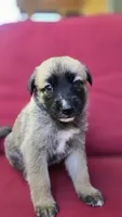 Sapphire, a female Belgian Malinois and German Shepherd Dog for sale in Oklahoma City, OK – 3 of 4