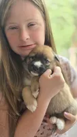 Peaches, a female Belgian Malinois and German Shepherd Dog for sale in Oklahoma City, OK – 3 of 5