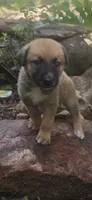 Ussop, a male Belgian Malinois and German Shepherd Dog for sale in Oklahoma City, OK – 7 of 7