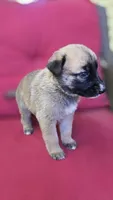 Sapphire, a female Belgian Malinois and German Shepherd Dog for sale in Oklahoma City, OK – 4 of 4